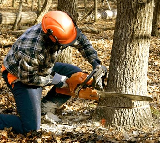 Tree Removal in Dayton, OH